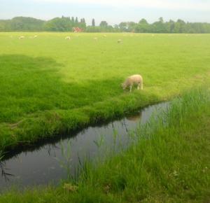 6 slootje + schaap 1 (bijgeknipt)